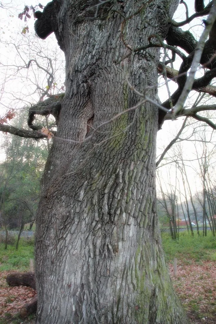 Öreg Tölgy