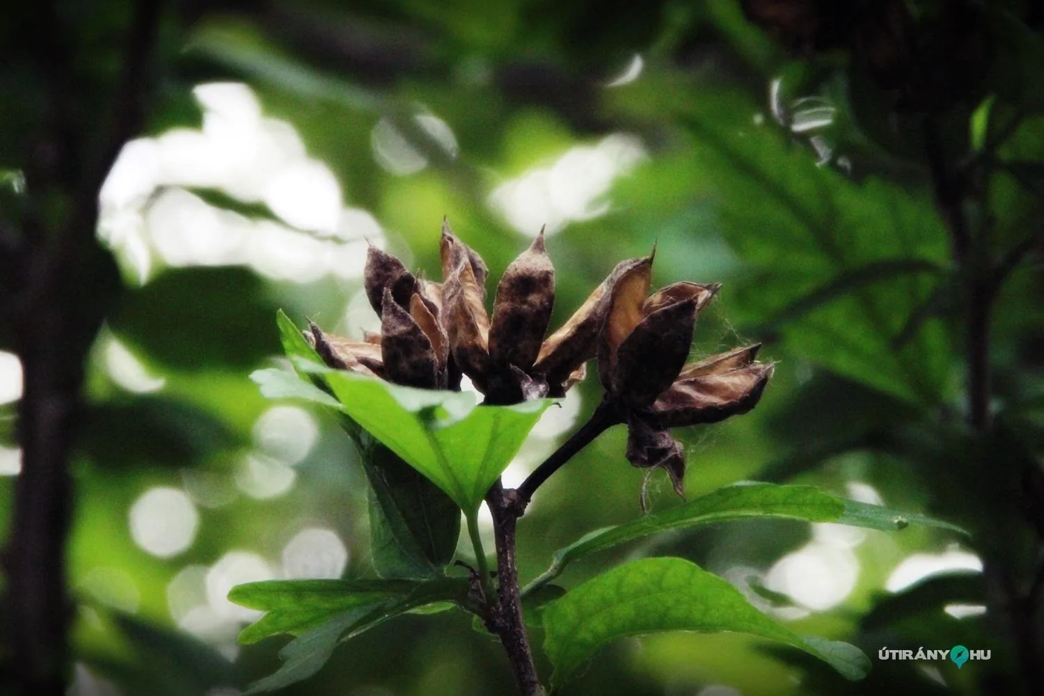 Pincefesztivál 2019 / Fotók: Útirány.hu