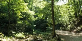 Bakonyszentlászlói Erdészet-Bakonyerdő Zrt borítóképe