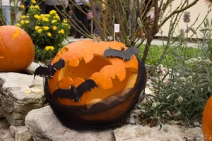 Fotók 1 album: Babai Lalinda