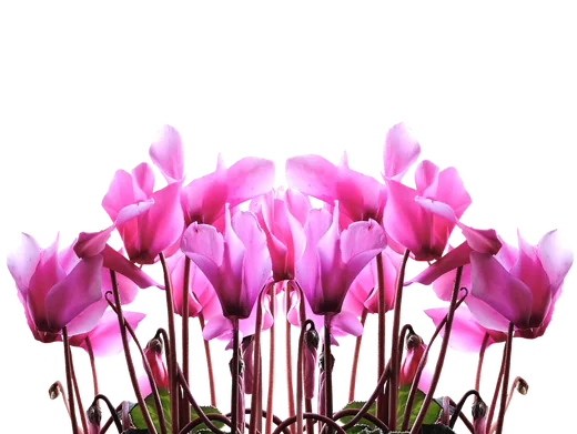 'Ciklámen alapítvány' cikk borítóképe