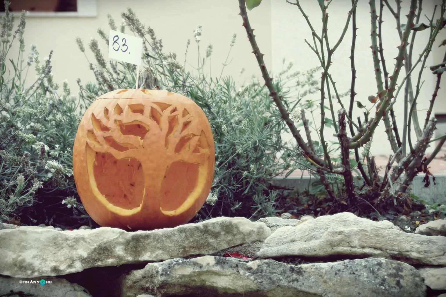 Tökfesztivál 2018. Fotók: Útirány.hu