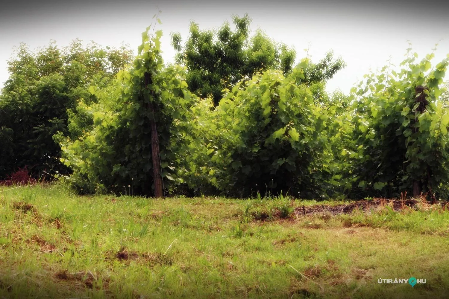 Pincefesztivál 2019 / Fotók: Útirány.hu