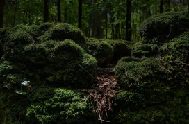 Mázi és Szauber Bt. borítóképe