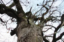 Öreg Tölgy borítóképe