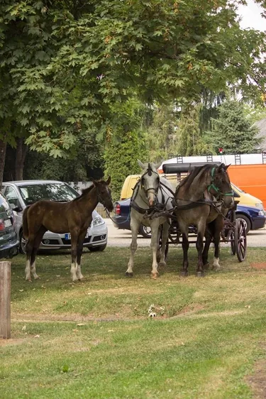 Nyárbúcsúztató Főzőverseny 2018