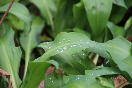 'III. Fenyőfői Medvehagymás Családi Nap' cikk borítóképe