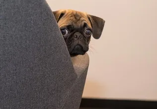 Az ebek kötelező veszettség elleni védőoltása borítóképe