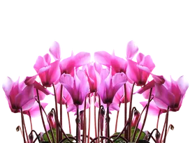 Ciklámen alapítvány borítóképe