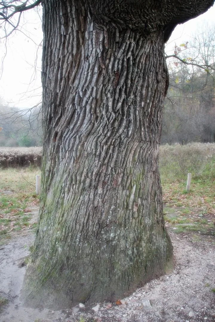 Öreg Tölgy