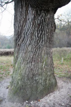 Öreg Tölgy