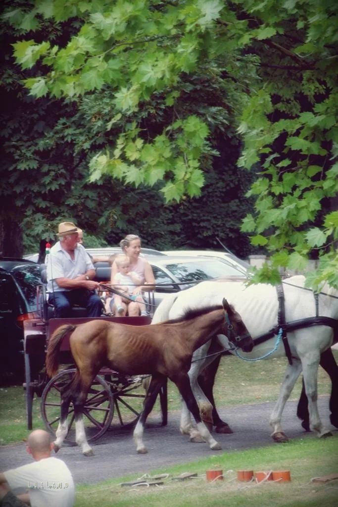 Nyárbúcsúztató főzőverseny, Fotó: LuiLand 