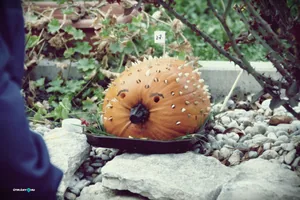 Tökfesztivál 2018. Fotók: Útirány.hu