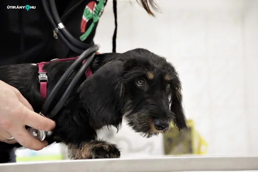 'Bakonygyöngye Állatorvosi Rendelő' cikk borítóképe