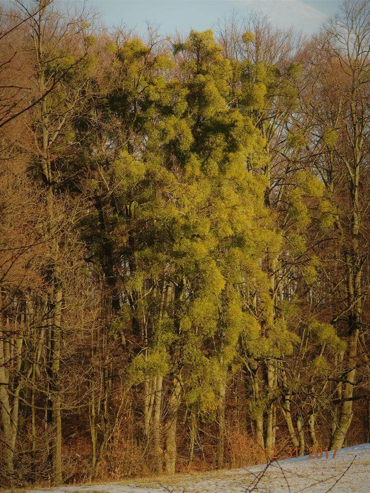 Kedvcsináló képek tavalyról! Fotók: Horváth Attila